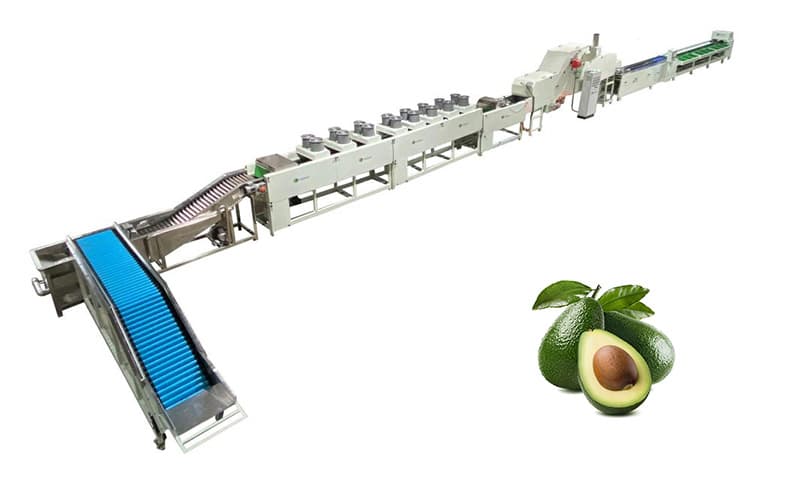 images/1681372668098avocado processing line.jpg